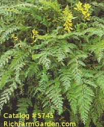 Corydalis cheilianthifolia Fumitory
