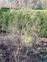 Corkscrew Filbert Harry Lauders Walking Stick corylus contorta