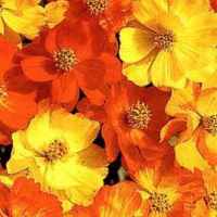 Bright Lights Mix Cosmos sulphureus