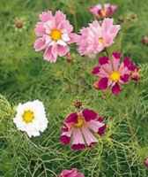 Seashells mix Cosmos bipinnatus