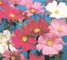 Sensation mix Cosmos bipinnatus