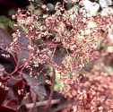 Purple Smoketree Cotinus coggygria Purpureus