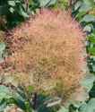 Cotinus coggygria Grace Smoketree