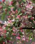 Japanese Flowering crabapple tree Malus floribunda