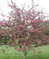 Profusion crabapple tree