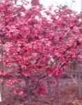 Malus Prarifire crabapple tree