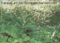 Crambe cordifolia Ornamental Sea Kale