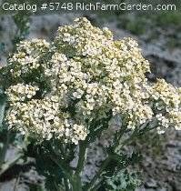 Crambe maritima Sea Kale