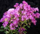 Catawba crape myrtle