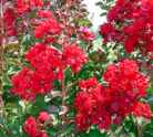 Dynamite crape myrtle