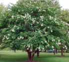 Natchez crape myrtle