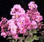 Pink Velour crape myrtle