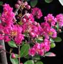 Raspberry Sundae crape myrtle