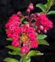 Red Rocket crape myrtle