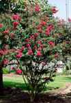 Tonto crape myrtle