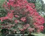 Tuscarora crape myrtle