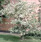washington hawthorne hawthorn crataegus phynopyrum seed tree