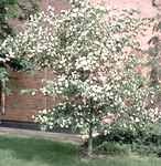 washington hawthorne hawthorn crataegus phynopyrum seed tree