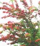 crataegus laevigata english hawthorne hawthorn thorn seed tree herb