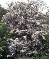 crataegus monogyna one seed hawthorne hawthorn thron seed