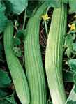 Armenian Cucumber Cucumis
        sativus