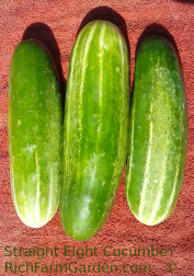 Straight Eight Cucumber