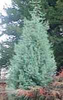 Arizona cypress Cupressus arizonica