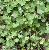 cymbalaria muralis kenilworth ivy seed plant