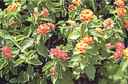 Dallas Red Lantana camera Annual

        flower