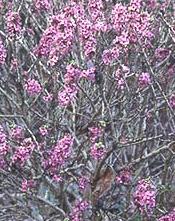 daphne mezureum february daphne mezureon seed plant