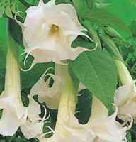 Double Purity Datura