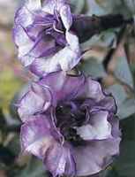 Double Lavender Angels Trumpet Datura metal