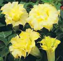 Curlylocks Angels Trumpet Datura metal