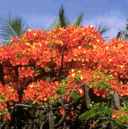 delonix regia