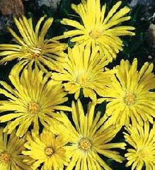 delosperma congestum yellow ice seed plant