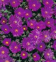 delosperma floribunda magenta ice seed plant