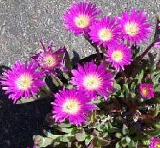 delosperma sutherlandii yellow eye ice plant seed