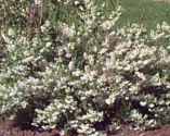 Nikko Dwarf White Deutzia gracilis