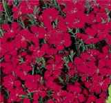 Brilliant Dianthus deltoides