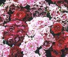 French Frills Dianthus barbatus