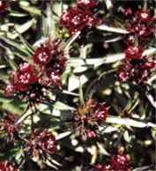 Black Knight Dianthus barbatus