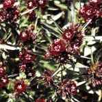 Dianthus barbartus Sweet William Jet black flower
