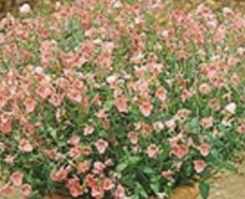 apricot Twinspur Diascia barbarae Annual flower