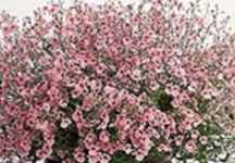 Lavender Twinspur Diascia barbarae Annual flower