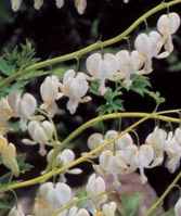 Bleeding Heart Alba Dicentra specitibilis Perennial flower