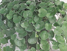 Dichondra repens Emerald Falls Rounded leaf lawn grass substutite