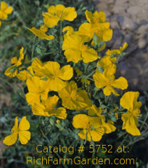 Diranostigma franchetianum Eastern Horned Poppy