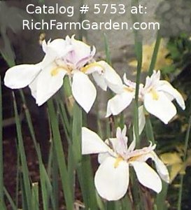 Dietes vegeta irdioides Fortnight Lily Morea Iris African Cape Iris