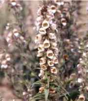 Helen of Troy Foxglove Digitalis trojana