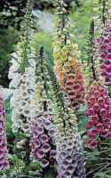 Giant Shirley Foxglove Witches thimbles Folksglove